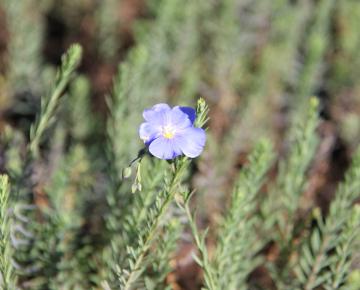 Linum perenne 'Saphir'