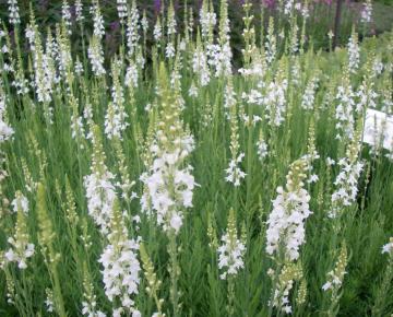 Linaria purpurea 'Springside White'