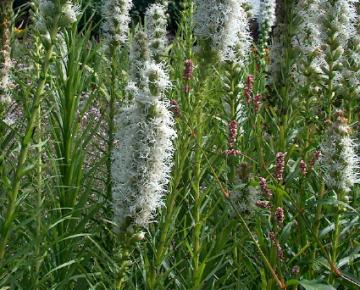 Liatris spicata 'Floristan Weiss'