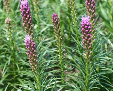Liatris spicata 'Kobold'