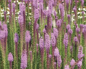 Liatris spicata 'Floristan Violet'