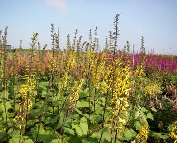 Ligularia stenocephala 'The Rocket'
