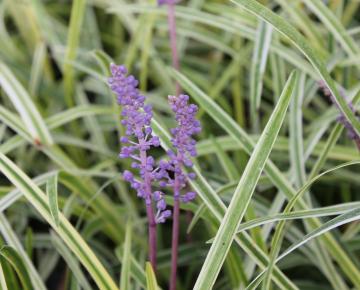 Liriope spicata 'Silvery Sunproof'