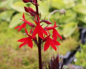 Lobelia cardinalis