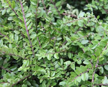 Lonicera nitida 'Maigrün'