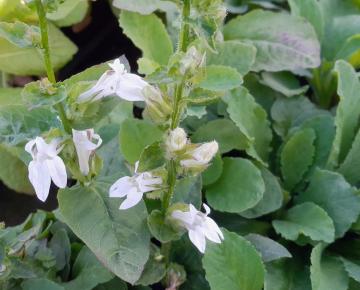 Lobelia siphilitica 'Alba'
