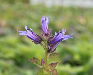 Lobelia siphilitica