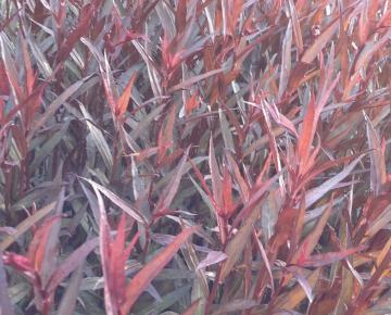 Lobelia speciosa (x) 'Russian Princess'