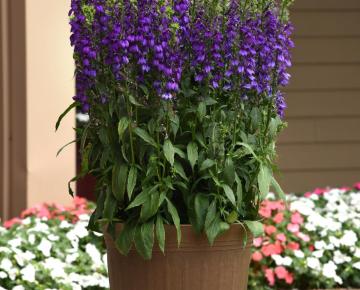 Lobelia speciosa (x) 'Starship Blue'