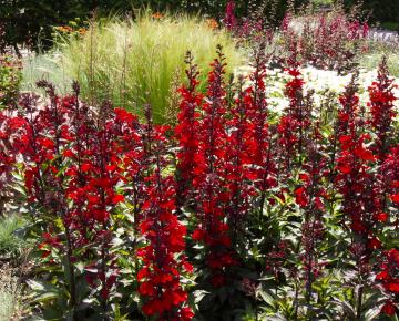 Lobelia speciosa (x) 'Starship Scarlet'