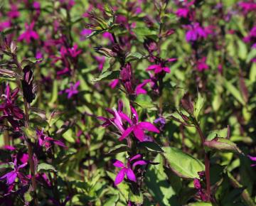 Lobelia speciosa (x) 'Tania'