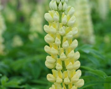 Lupinus  'Chandelier'