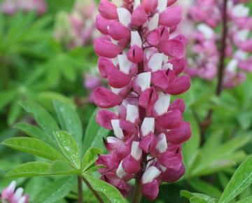 Lupinus  'The Chatelaine'