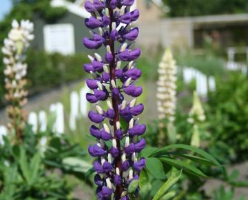 Lupinus  'Gallery Blue'