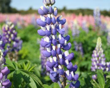 Lupinus  'The Governor'