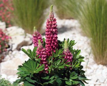 Lupinus  'Gallery Red'