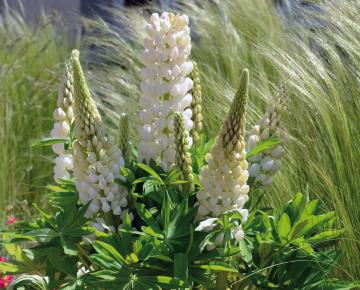 Lupinus  'Gallery White'