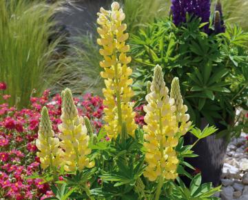 Lupinus  'Gallery Yellow'