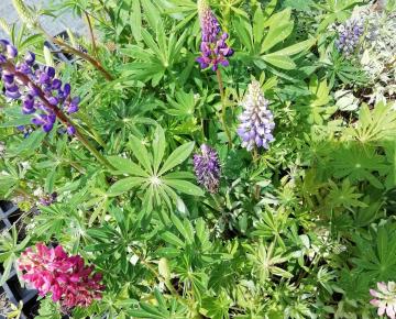 Lupinus  'Minarette'