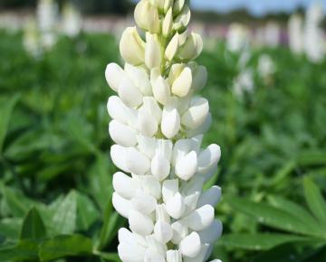Lupinus  'Noble Maiden'