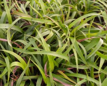 Luzula pilosa 'Igel'