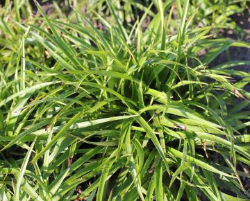 Luzula sylvatica 'Onderbos'