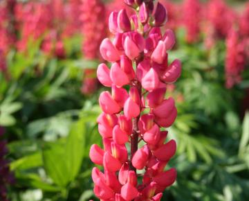 Lupinus  'The Pages'