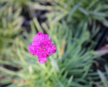 Lychnis alpina 'Rosea'