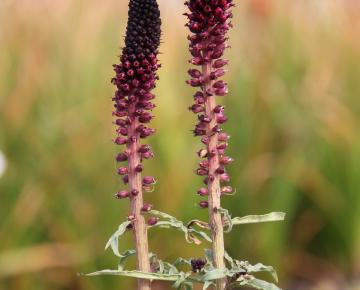 Lysimachia atropurpurea