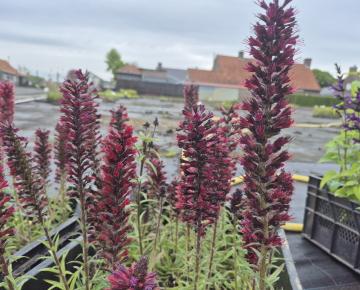 Lysimachia atropurpurea