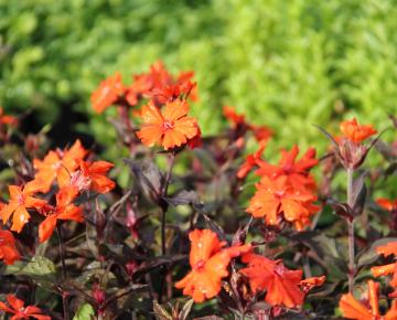 Lychnis arkwrightii 'Vesuvius'