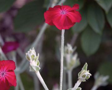 Lychnis coronaria 'Atrosanguinea'