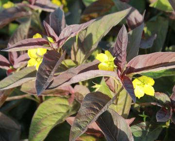 Lysimachia ciliata 'Firecracker'