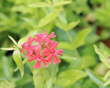 Lychnis chalcedonica