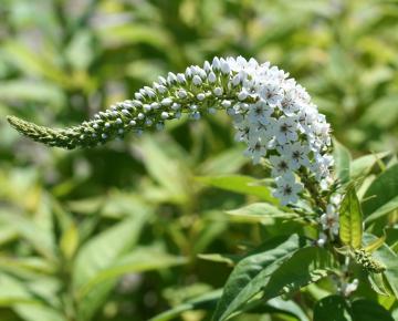 Lysimachia clethroides