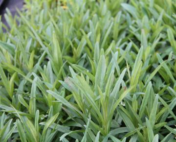 Lysimachia ephemerum