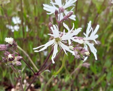 Lychnis flos-cuculi 'White Robin'