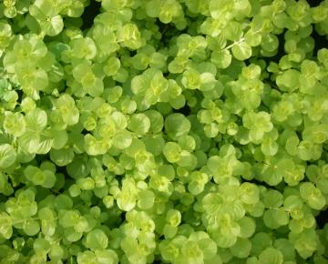 Lysimachia nummularia 'Aurea'
