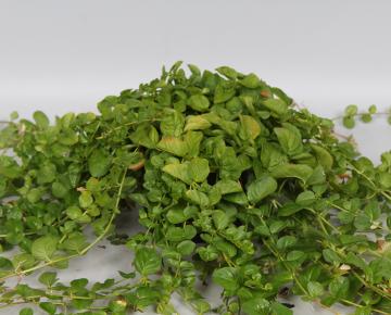 Lysimachia nummularia