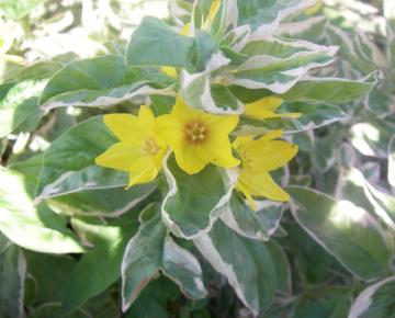 Lysimachia punctata 'Alexander'