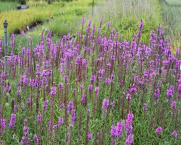 Lythrum salicaria