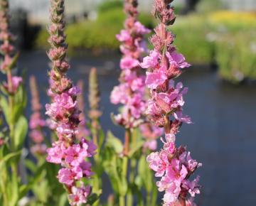 Lythrum salicaria 'Blush'