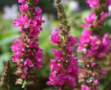 Lythrum salicaria 'Robert'
