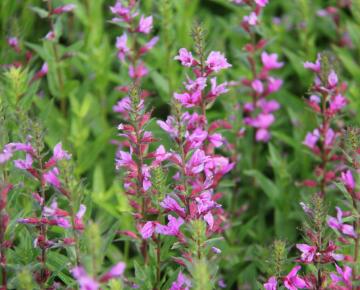 Lythrum salicaria 'Robin' ®