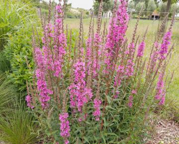 Lythrum salicaria 'Zigeunerblut'