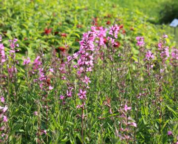 Lythrum virgatum 'Rose Queen'