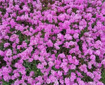 Lychnis viscaria 'Splendens'