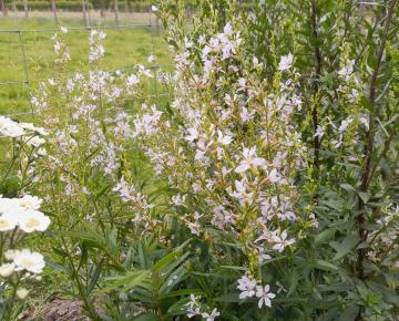 Lythrum virgatum 'White Swirl'