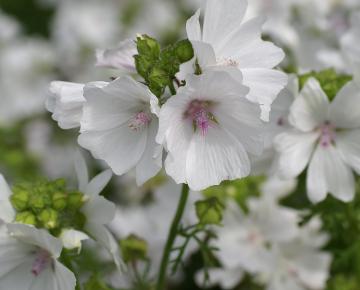 Malva moschata 'Alba'