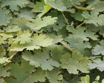 Macleaya microcarpa 'Kelway's Coral plume'